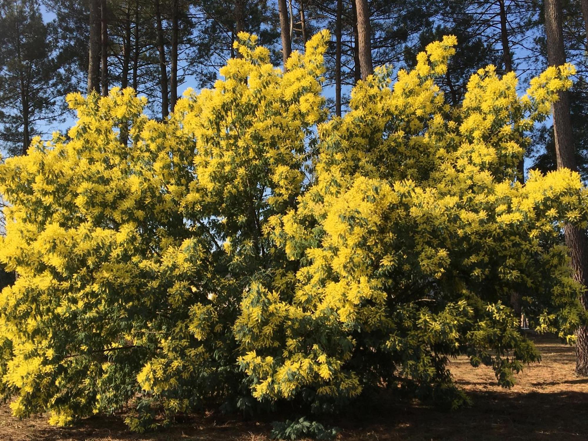La Bergerie Des Landes Villa Lit-et-Mixe Exteriör bild