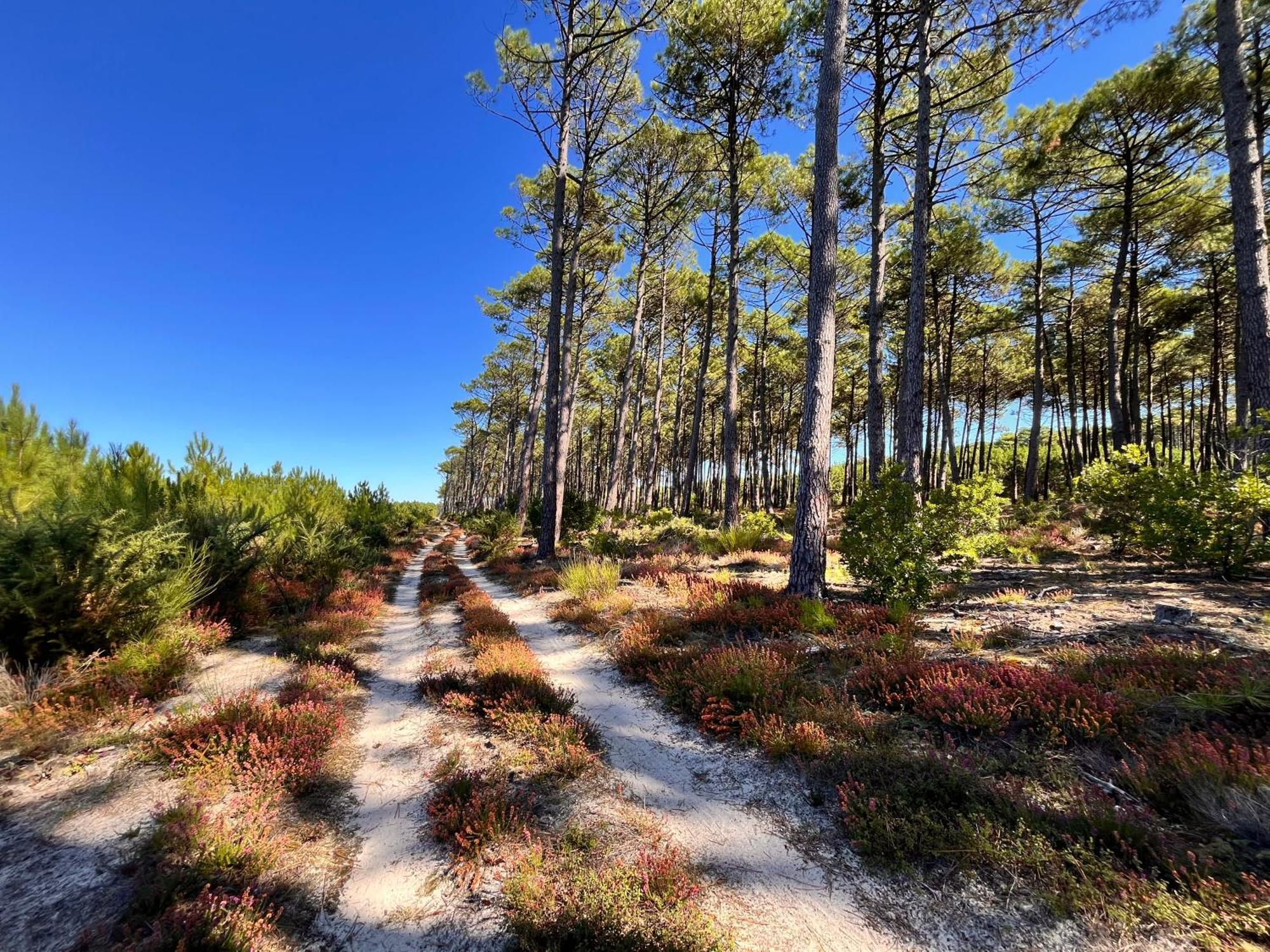 La Bergerie Des Landes Villa Lit-et-Mixe Exteriör bild
